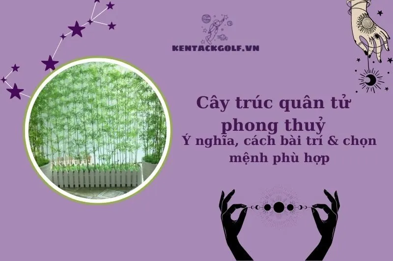 Cây trúc quân tử phong thủy: Ý nghĩa, hợp mệnh nào và cách chăm sóc