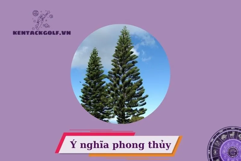 Ý nghĩa phong thủy của cây tùng bách phong thủy