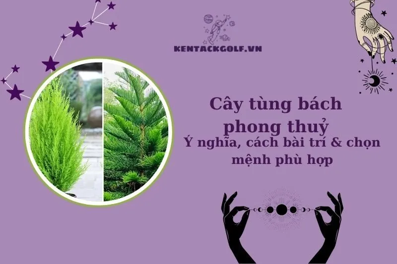 Cây tùng bách phong thủy: Ý nghĩa, công dụng và cách trồng chuẩn