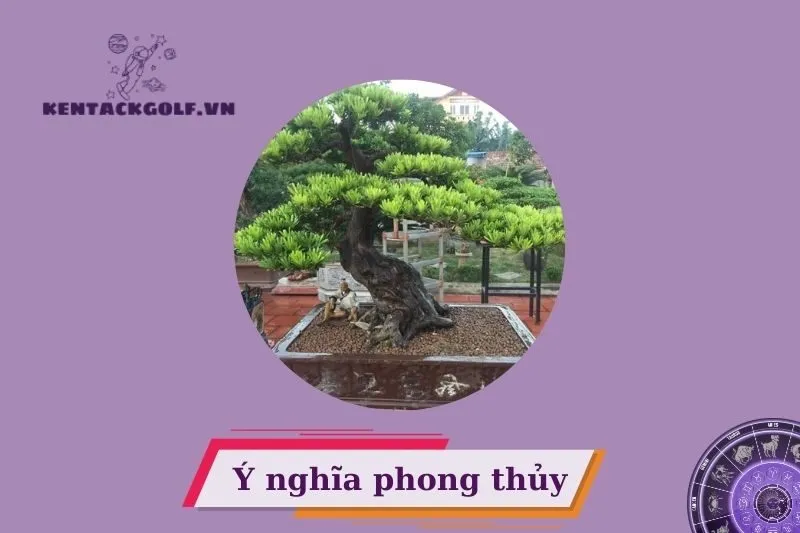 Cây Tùng La Hán Phong Thủy Là Gì?
