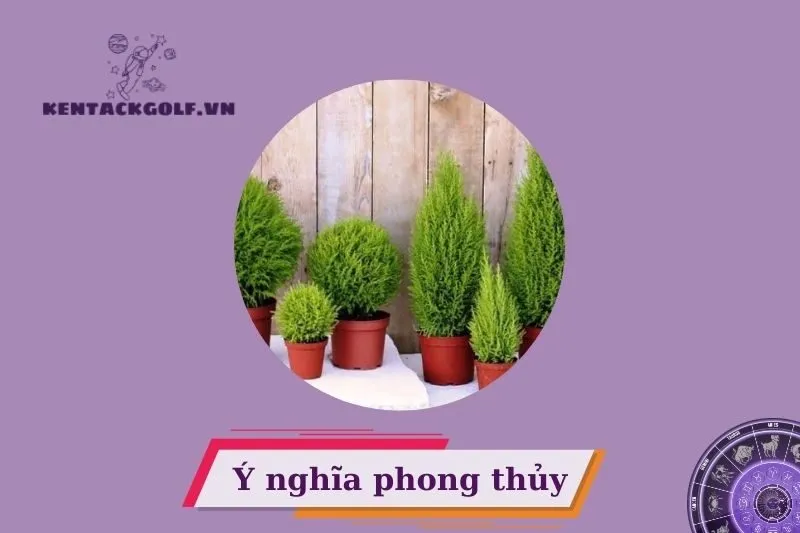 Ý nghĩa phong thủy của cây tùng thơm
