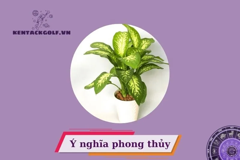 Cây vạn niên thanh phong thuỷ có ý nghĩa gì?