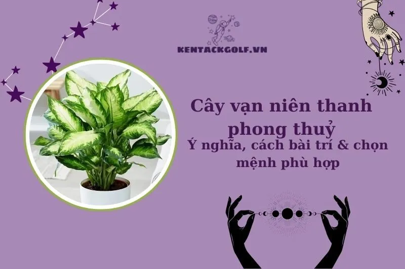 Cây vạn niên thanh phong thuỷ: Ý nghĩa, cách trồng và bài trí