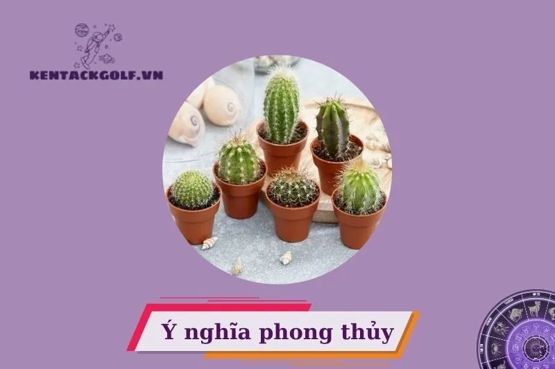 Cây xương rồng phong thủy có ý nghĩa gì?